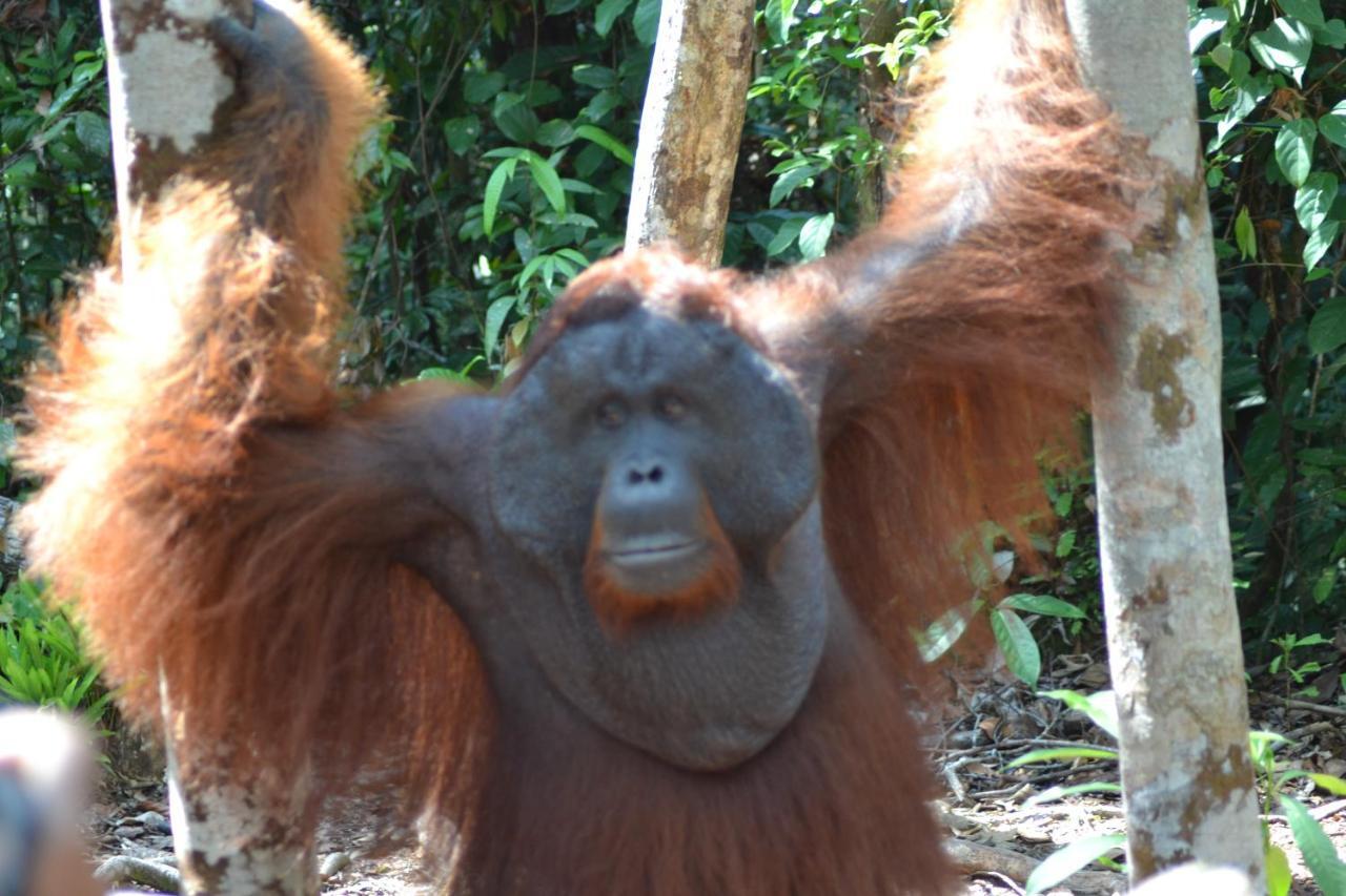 Orangutan Shaka Houseboat With Cabin Pangkalanbuun Exterior foto